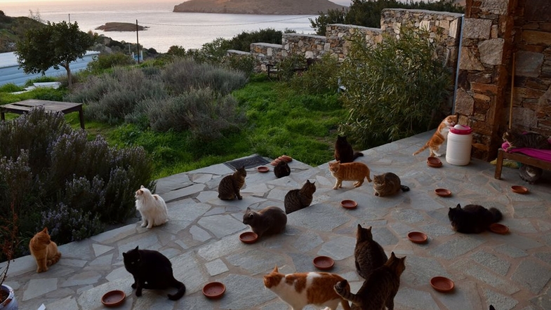 В Греции открыта вакансия по уходу за 55 кошками