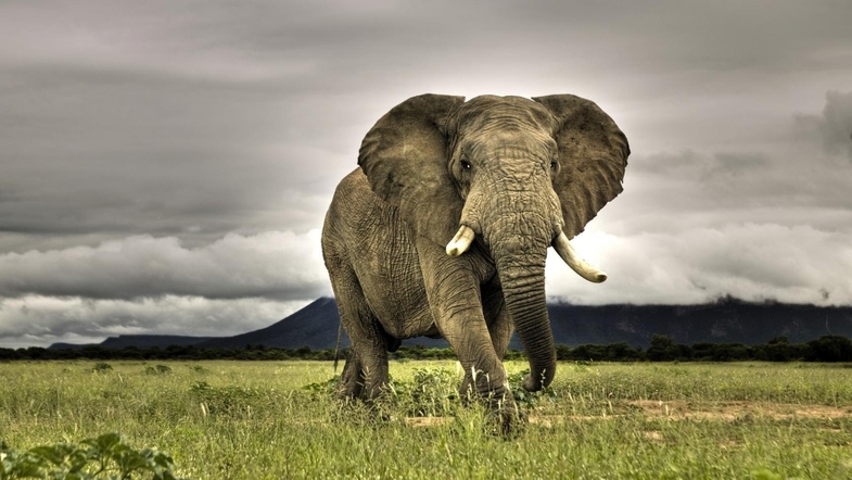Слон напал на машину с туристами на сафари в ЮАР