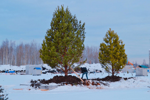 В парке «Остров Мечты» пересадят 200 деревьев и высадят 3 тысячи новых