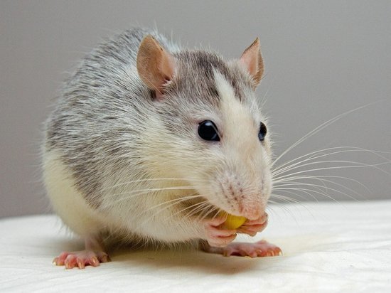 Из-за штамма "Омикрон" коронавирусом начали заражаться мыши и крысы
