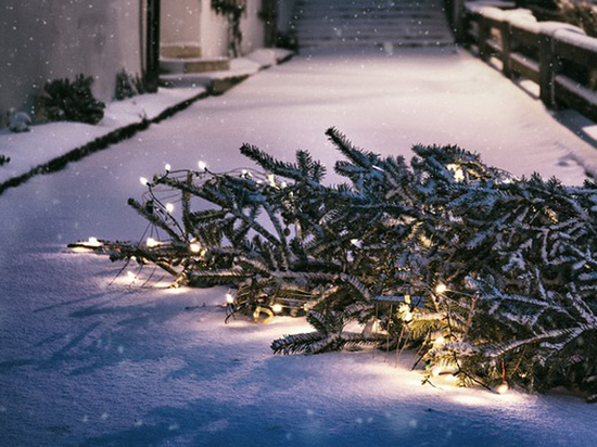 Москвичи начали выкидывать на помойку дорогие новогодние елки с клопами