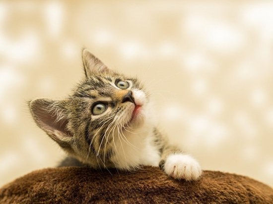Названы топ-8 самых умных пород кошек