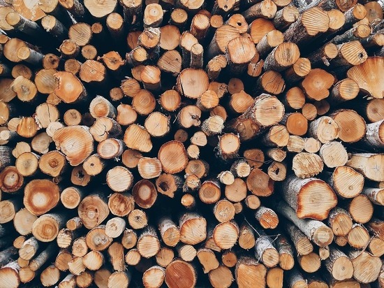 В Приморье возбудили дело о контрабанде древесины в Китай на 6 млн рублей
