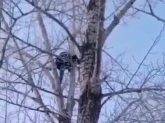 В Омске убегающий педофил залез на дерево