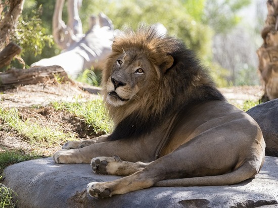 Посетителей зоопарка в США хулиганы заперли наедине с дикими зверями