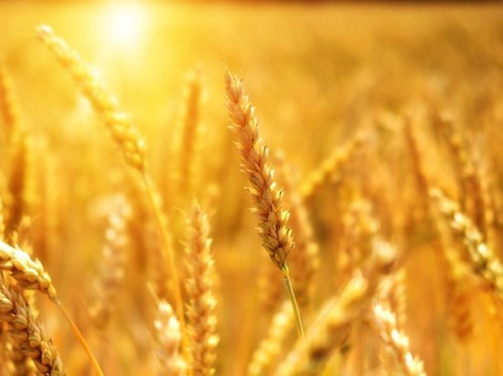 Мировые цены на пшеницу побили рекорд на фоне ситуации вокруг Украины