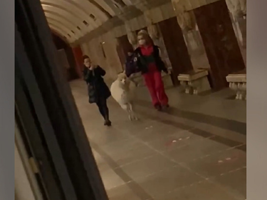 В метро Москвы заметили альпаку