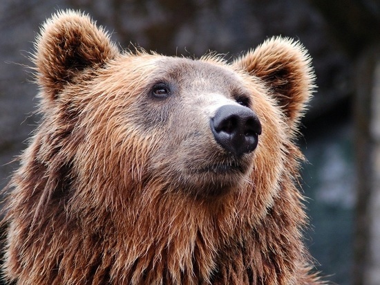 Бросившая дочь медведю женщина в Ташкенте состоит на учете психиатра
