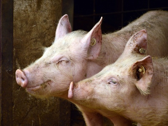 СМИ: В Германии будут выращивать свиней для пересадки сердца человеку